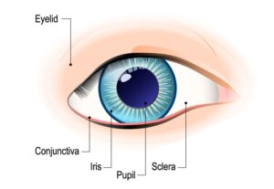 de sclera en de conjunctiva